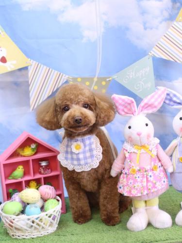 20240322マロンくん